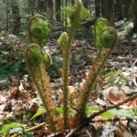 fiddleheads